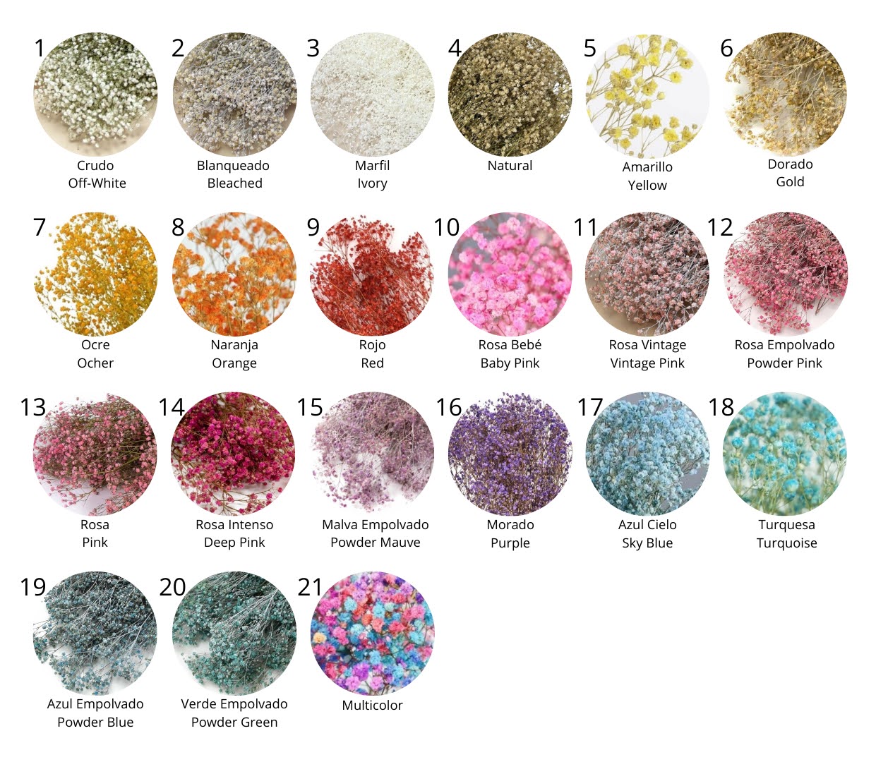 Carta de colores de paniculata preservada disponible.